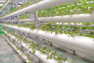 Is soilless culture the future trend of facility Agriculture?