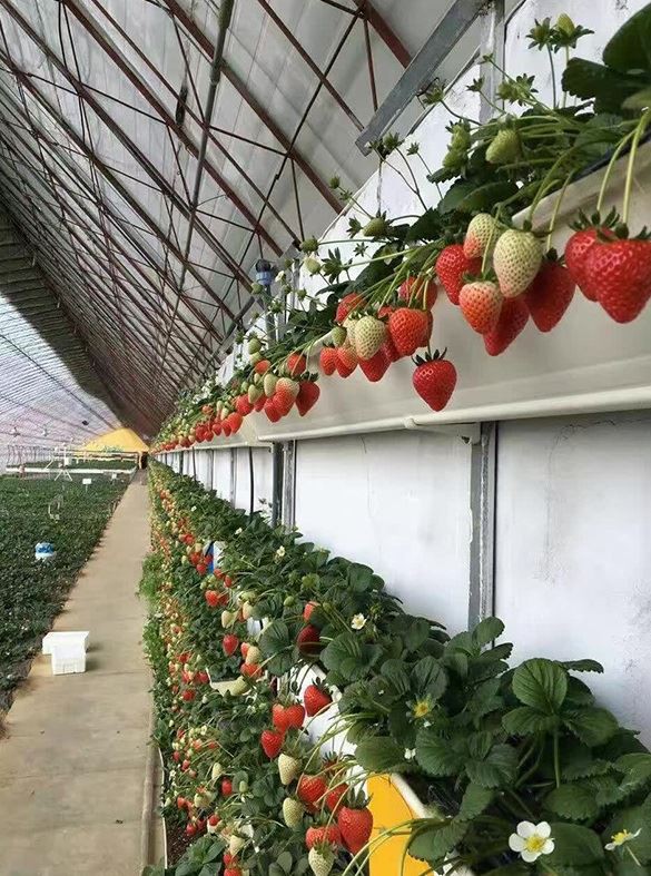 Simple summary of common planting patterns in modern smart greenhouses