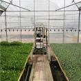 Intelligent greenhouse ground walking sprinkler irrigation machine