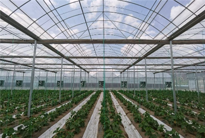 Durable Double-Layer Film Multi-Span Greenhouse With External Shading