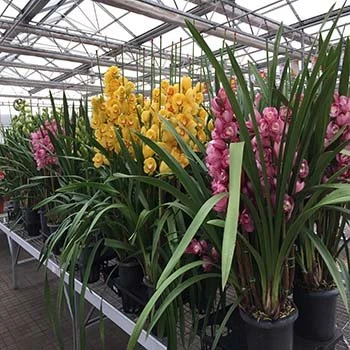 Multispan Hydroponics Plastic Film Agricultural Greenhouse
