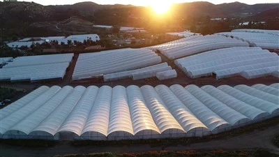 Venlo Glass Greenhouse