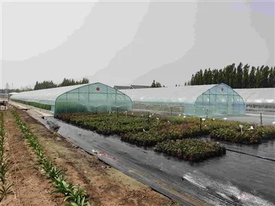 Low Price Cold Frame For Various Plants